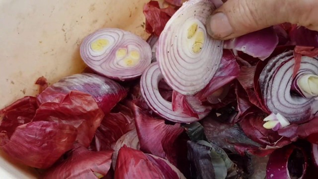 'Can you feed onions to worms? Another successful worm farm food experiment!'