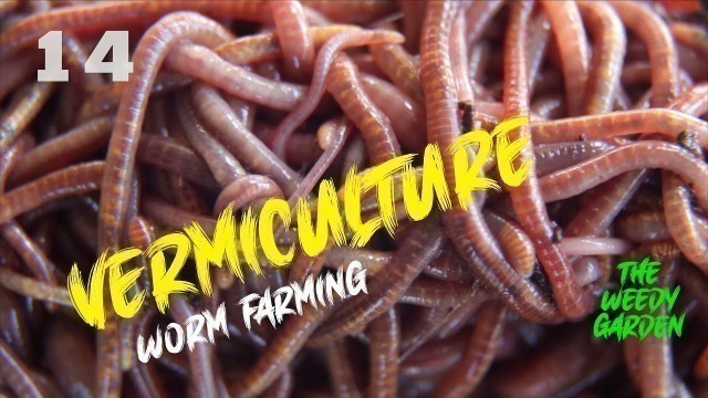 'How to make a worm farm'