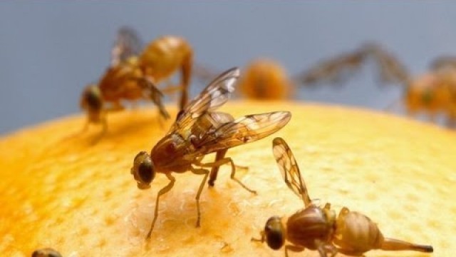 'How To Get Rid of Fruit Flies - The Bug Squad Learning Series'