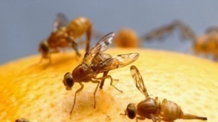 'How To Get Rid of Fruit Flies - The Bug Squad Learning Series'