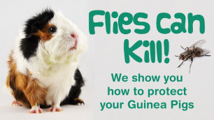 'FLIES or MAGGOTS on Guinea Pigs or in Cage? | FLYSTRIKE WILL KILL! Take Action Now!'