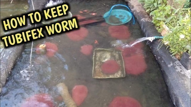 'how to keep tubifex worm at home | Tubifex worm care'