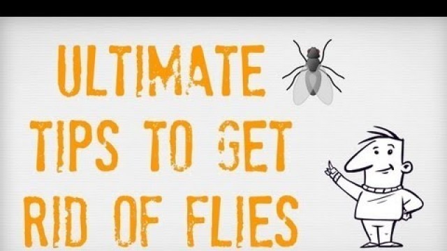 'ULTIMATE Tips on How to Get Rid of Flies | Getting Rid of Flies Inside and Outside | Fly Traps'