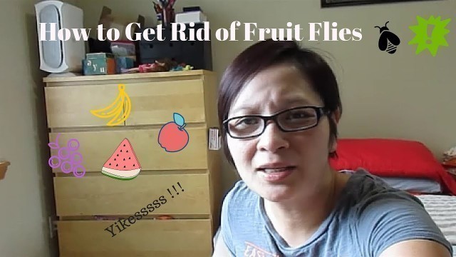 'Tips And Trick  How to Get Rid of Fruit Flies'