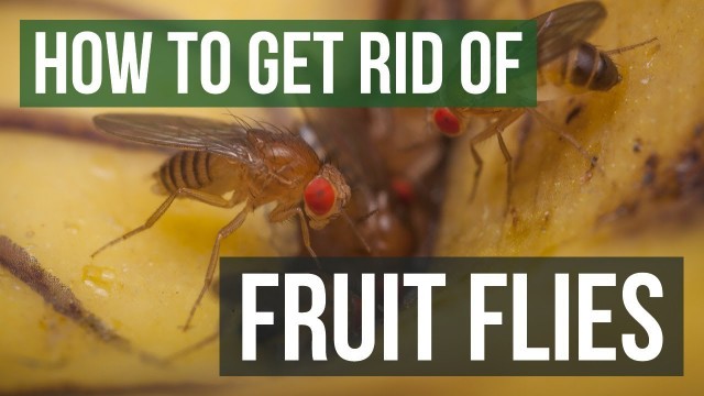 'How to Get Rid of Fruit Flies (3 Simple Steps)'