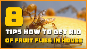 '8 How to Get Rid Of Fruit Flies in House'