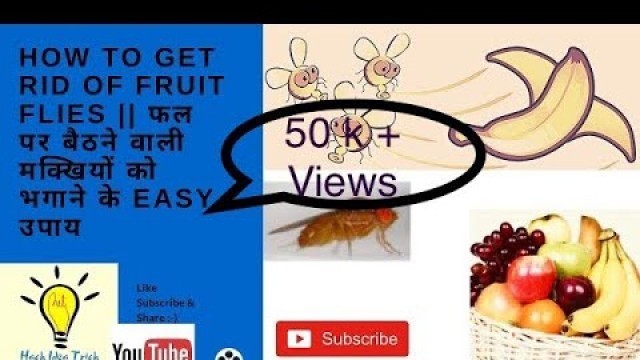 'How to get rid of fruit flies/ fruit fly || फल पर बैठने वाली मक्खियों को भगाने के easy उपाय'