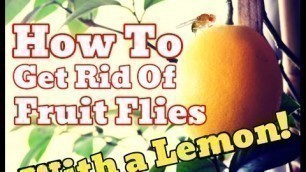 '[PROOF] How To Get Rid Of Fruit Flies WITHOUT Apple Cider Vinegar - Use Lemons'