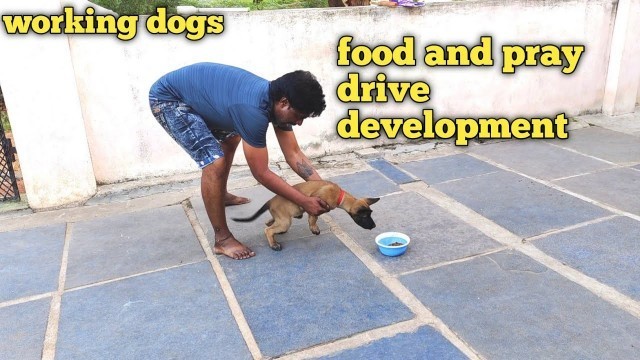 'Developing the food and pray drive in your puppy/dog| dog training videos@Balu\'s K-9 Dog training'