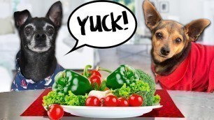 'Dog Reviews Food With Best Friend | PawZam Dogs Taste Test for 24 Hours with Secret Crush!'