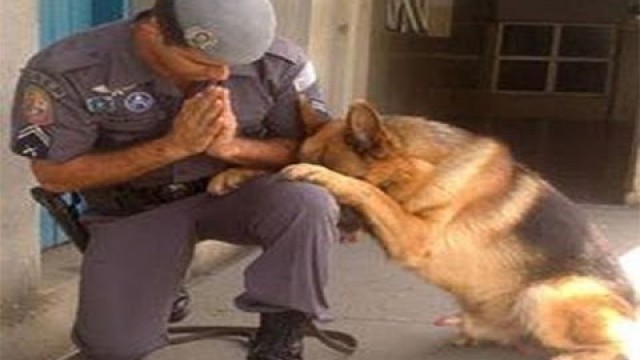 'Dogs Praying Before Eating Meal and Sleeping - Funny Dog Videos'