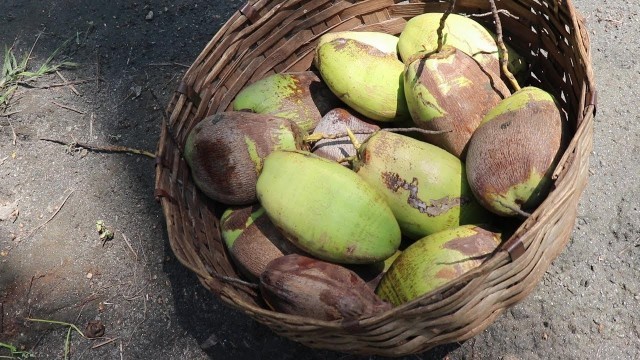 'How to Pick Coconuts from Tree in Our Village / Food Money Food'