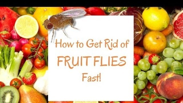 'How to Get Rid of Fruit Flies Fast!'