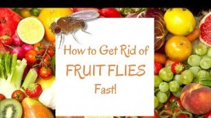 'How to Get Rid of Fruit Flies Fast!'