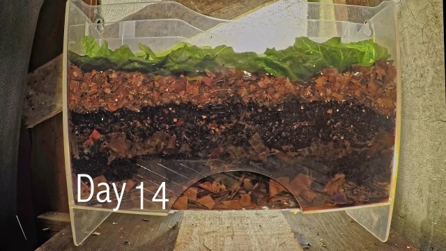 'Layered worm bin 8-week time-lapse - FAST PLAYBACK - vermicomposting'