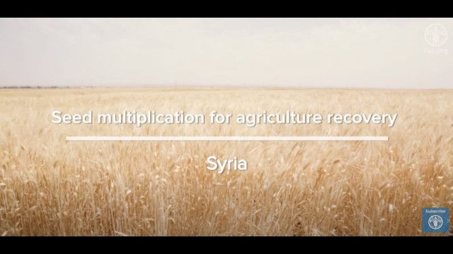 'Seed multiplication for agriculture recovery - Syria'