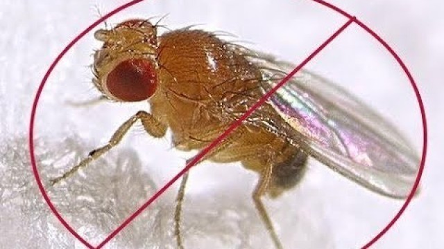 'How to get rid of fruit flies forever - traps and methods that work'