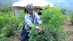 'Mulberry plantation in India: grown for fresh leaves as silk worm food'