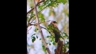 'Maya Bird Searching for Food'