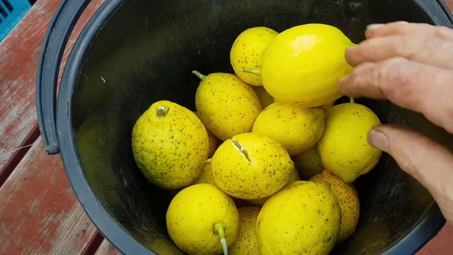 'Can you feed Lemons to your Worm Farm? Another successful worm farm food test!'