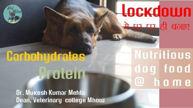 'Dog food at home during lockdown for your dog |Homemade dog food vegetarian'