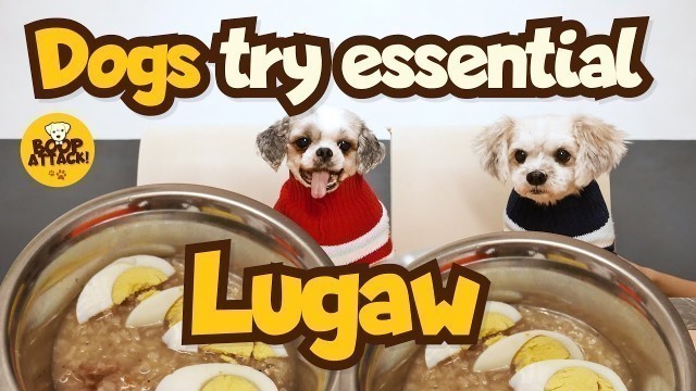 'Boop Attack! - Lugaw is Essential | 7 Dogs Food Test'