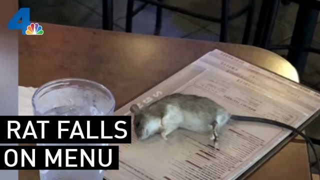 'Rat Falls From Ceiling, Onto Customer\'s Menu at Restaurant | NBCLA'