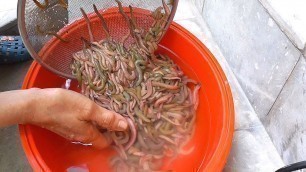 'Cooking 1000 RIVER WORM in Vietnam - Crispy FULL river WORM - Vietnam street food'