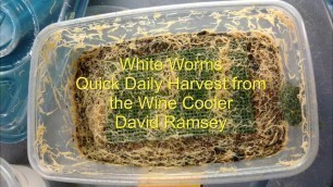 'White Worm Quick Fish Food Harvest'