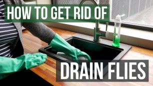 'How to Get Rid of Drain Flies (4 Easy Steps)'