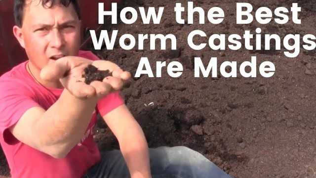 'How the Best Worm Castings are Made that Can Double Your Harvest'