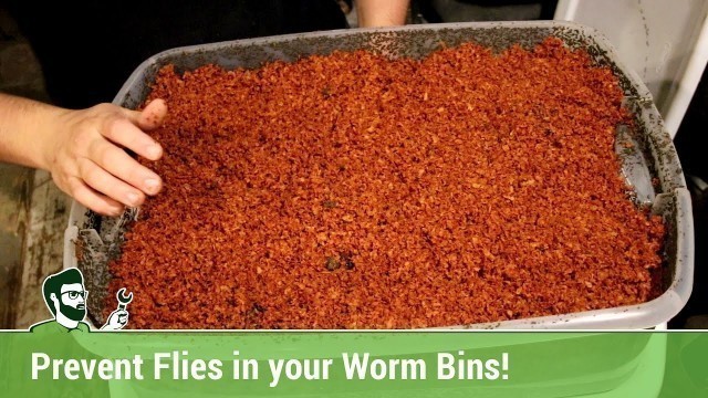 'Preventing Fruit Flies in your Worm Bins'