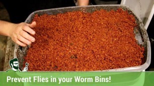 'Preventing Fruit Flies in your Worm Bins'