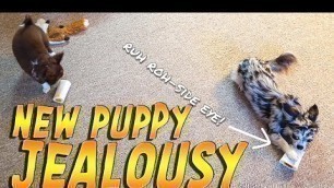 'New Puppy Jealousy? | Maya & Loki Tricks and dealing with Jealous Food Aggressive Behavior'