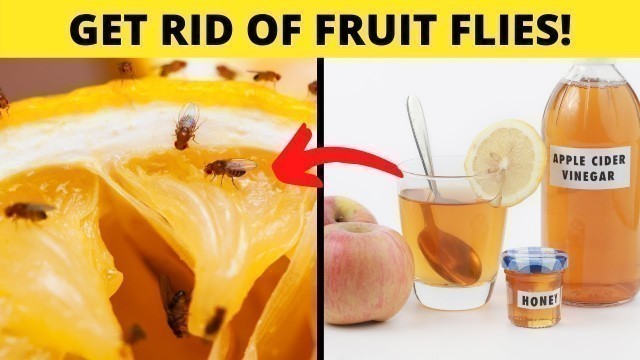 'Must Watch 8 Sure Ways To Permanently Get Rid Of Fruit Flies'