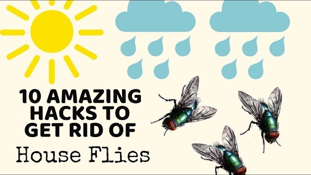 '10 Cleaning Hacks to get rid of HOUSE FLIES in Monsoons - TESTED! | Non-Toxic ways'