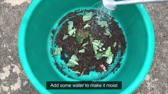 'How to make a WORM TRAP with cow dung or food waste'