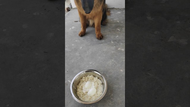 '|Best home made food for |long coat German shepherd puppy| 