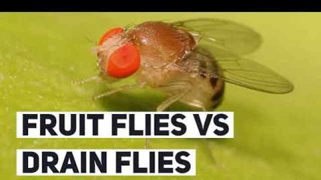 'Fruit Flies Vs. Drain Flies | How to Identify & Get Rid of Them'