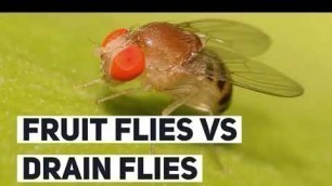 'Fruit Flies Vs. Drain Flies | How to Identify & Get Rid of Them'