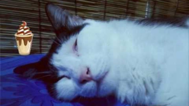 'CAT DREAMING OF FOOD (kichu mimpi makan)'