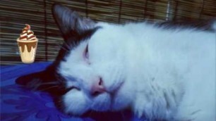 'CAT DREAMING OF FOOD (kichu mimpi makan)'