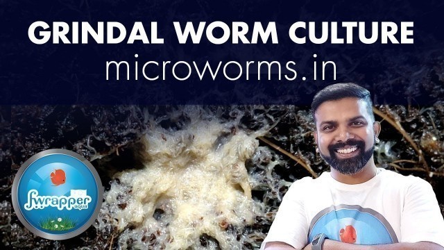 'Grindal Worm Culture || Live Fish Food'