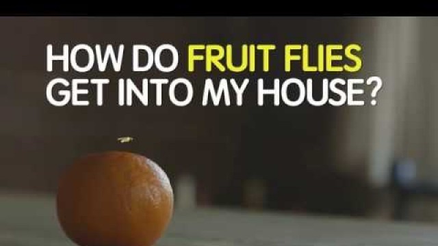 'How Do Fruit Flies Get into My House?'