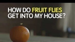 'How Do Fruit Flies Get into My House?'