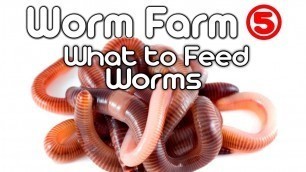 'Worm Farm 5 - (What to feed Worms)'