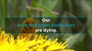 'Without biodiversity we wouldn’t have the food we eat today! But it\'s disappearing before our eyes.'