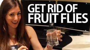 'How to Get Rid of Fruit Flies (Easy Household Cleaning Ideas) Clean My Space'