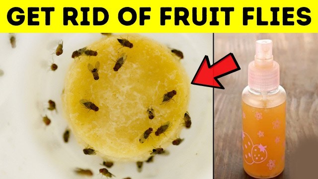 'How To Get Rid Of Fruit Flies | 4 Ways to Permanently Get Rid Of Fruit Flies'