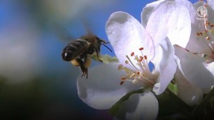 'Why bees matter? Protecting our pollinators is vital for our future of food!'